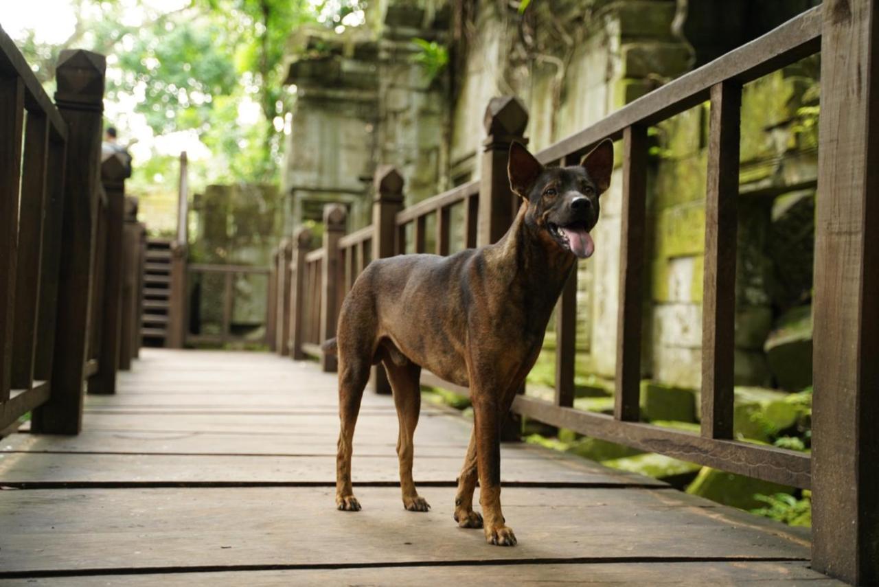 Den Hotel Totonou เสียมราฐ ภายนอก รูปภาพ